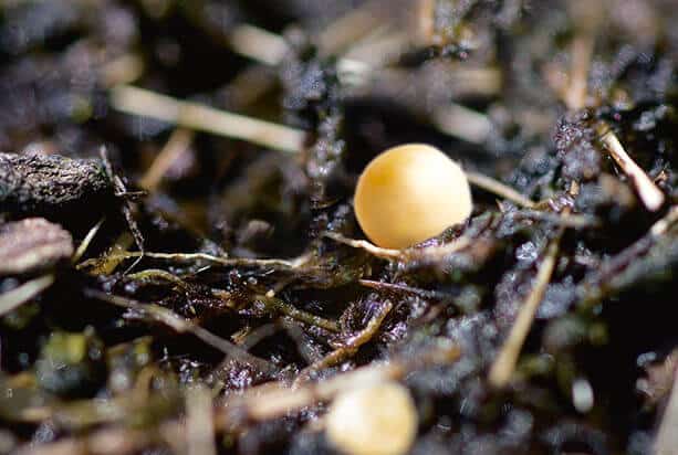 Smart Slow-Release Fertilizer - Image 3